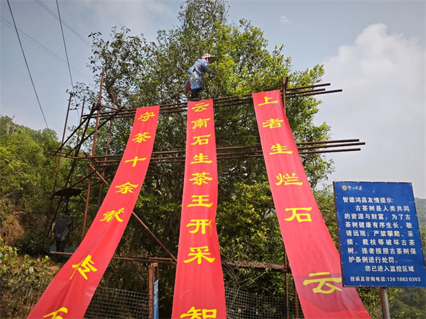 云南旅游,云南旅行社,云南團建公司,云南會議公司,云南策劃公司,云南會展公司,臨滄旅游,臨滄旅行社,臨滄團建公司,臨滄會議公司：千年茶韻，今朝開啟——大朝山西鎮千年古樹茶王開采            臨滄文旅     2025年04月09日 18:22 云南